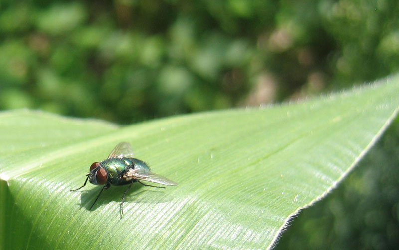 Lucilia sericata M. (Calliphoridae).